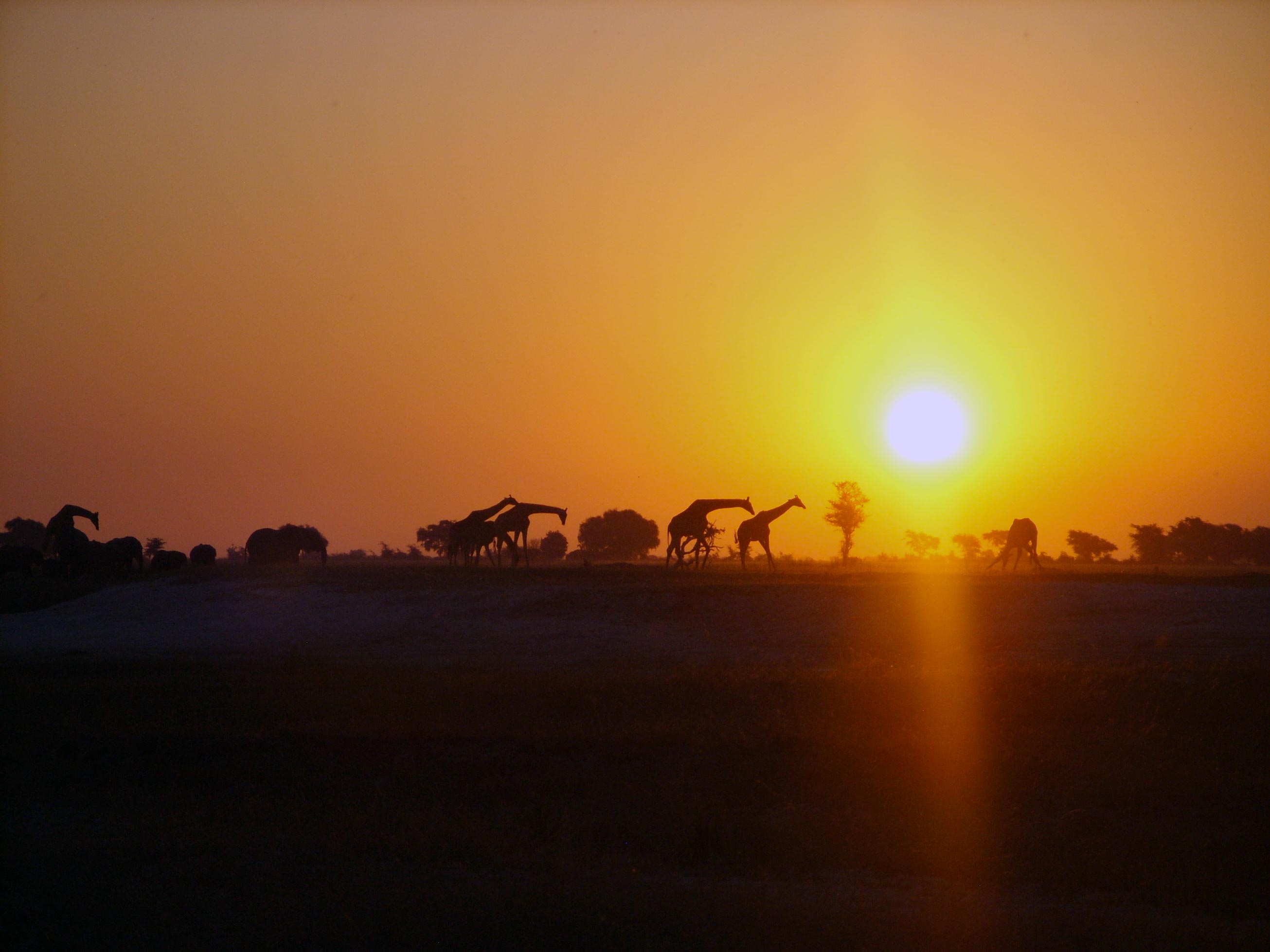 Giraffe contro il tramonto al Chobe