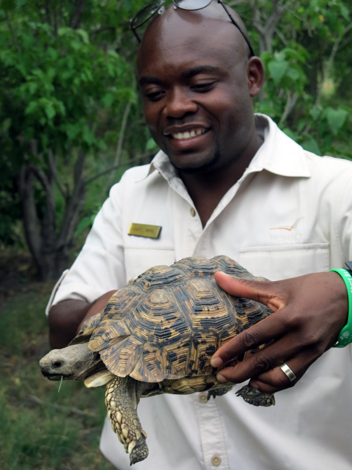 "Sefo" guida del Mombo Camp, Okavango, con una tartaruga leopardo