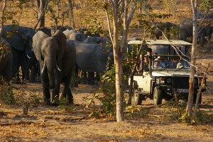Game drive con elefanti al Chobe